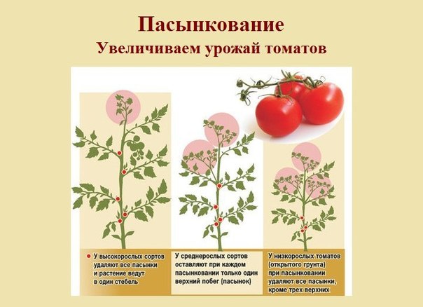 ПАСЫНКОВАНИЕ: Секрет урожайности томатов