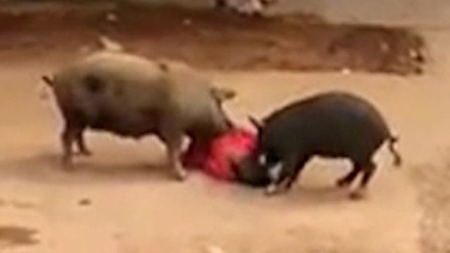 Видео: Разъяренные свиньи атаковали пожилую индианку