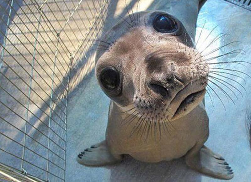 animals 112 � ��� ����������� ������