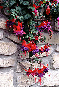 Фуксия гибридная Fuchsia hybrida