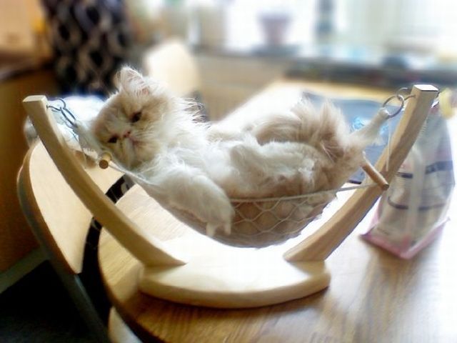 забавные фотографии животных