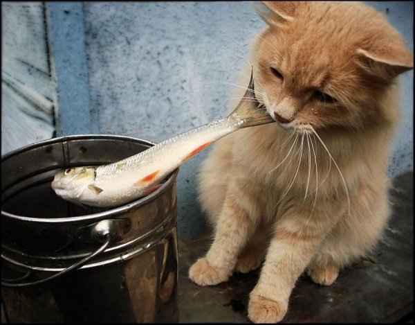 20 котов, которые пытались что-то украсть 20 котов, которые пытались что-то украсть