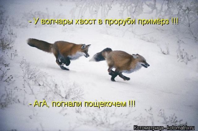 Смешные котоматрицы)) Смешные котоматрицы))