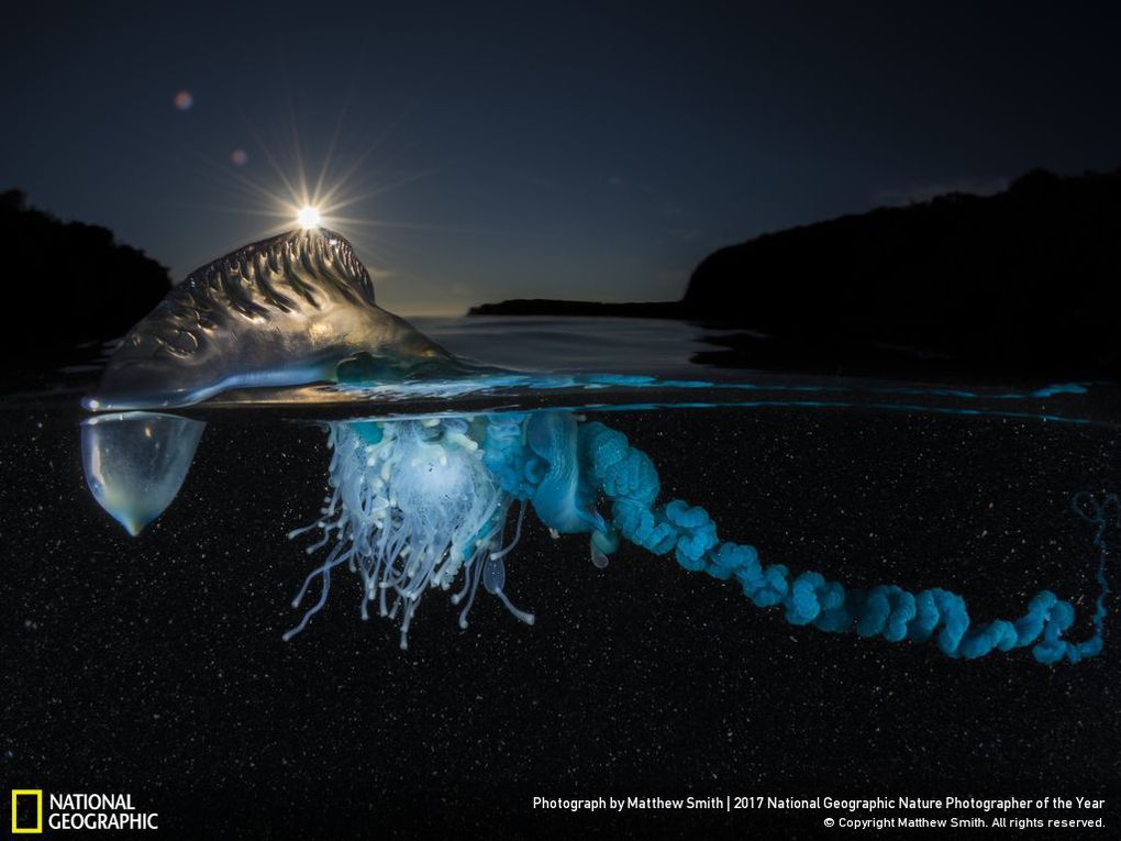 33 fotos, que a revista National Geographic chamou as melhores fotos de vida selvagem de 2017