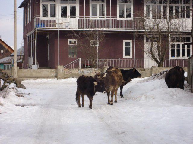 грузия, люди, интересное