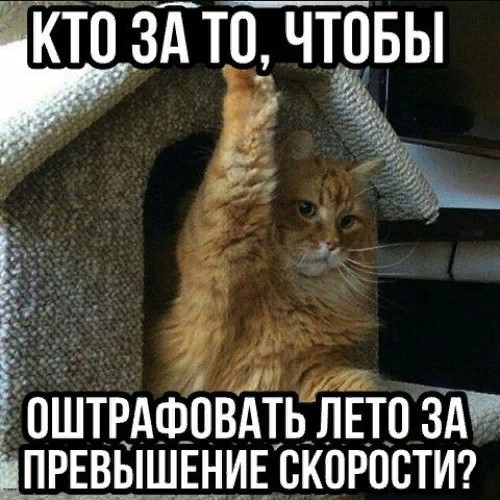 Кошки в нашей жизни)