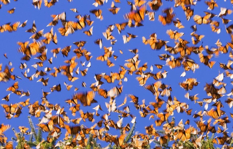 butterfly18 Миграция бабочек   монархов
