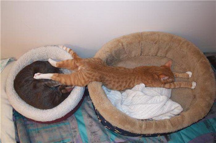 кошки уснувшие в неожиданных местах, спящие коты