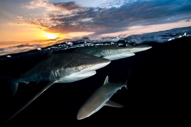 Фотографии National Geographic 2018 Натура, животные, природа