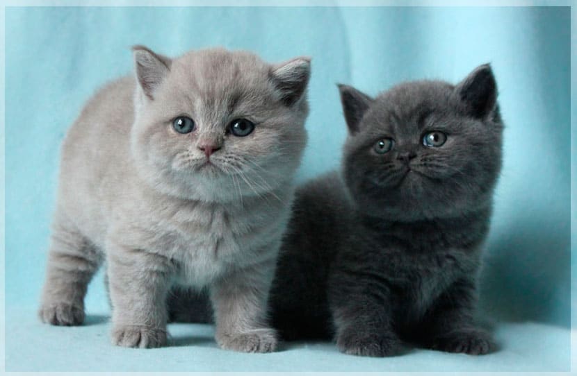 британские котята котята британские короткошерстные