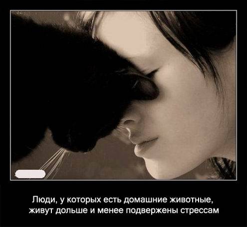 Интересные факты о кошках в картинках Интересные факты о кошках в картинках