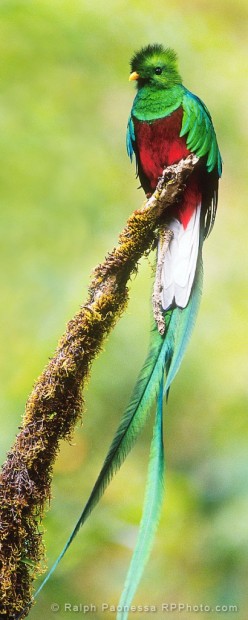    (. Pharomachrus mocinno) (. Resplendent Quetzal)