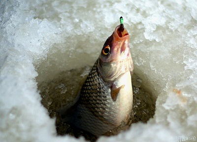 давления для рыбалки зимой