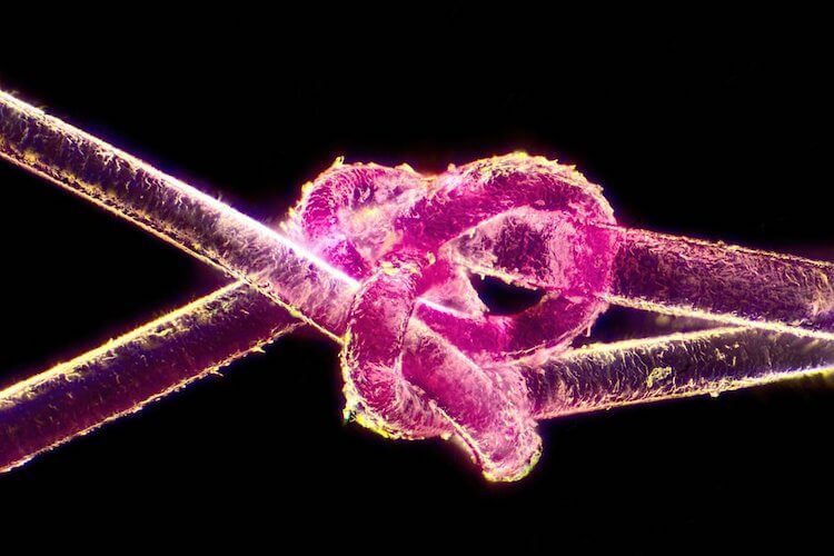 Nikon Small World 2017