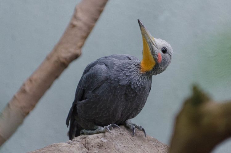 Самый крупный из ныне живущих дятлов Mulleripicus pulverulentus (после исчезновения белоклювого Campephilus principalus), тоже относится к коммунально гнездящимся. Здесь этот образ жизни развился из кормления в стаях, часто многовидовых, вообще присущего тропическим дятлам