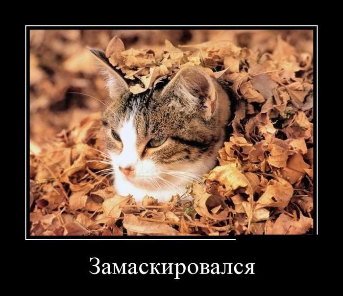 Демотиваторы юмор, демотиваторы