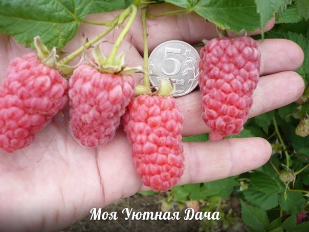 ЧТОБЫ МАЛИНА БЫЛА КРУПНАЯ