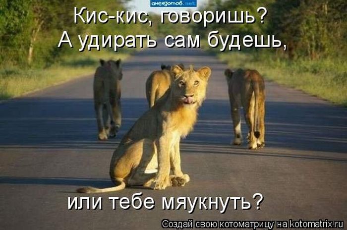 Лучшие котоматрицы недели (50 фото)