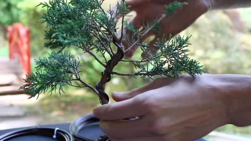 Бонсай из хвойного деревца — реально сделать своими руками