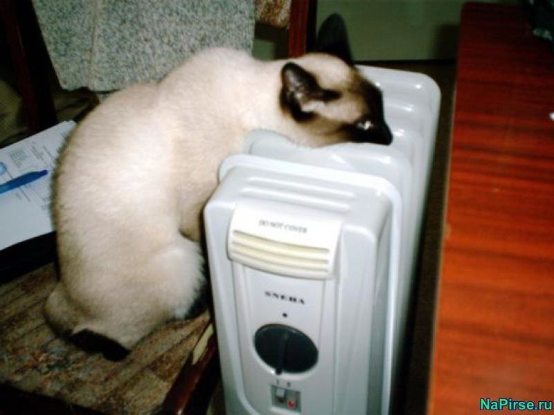 Кошачьей мерзлявости пост Мерзляки