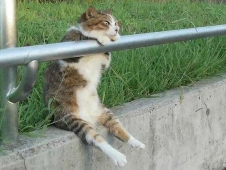 Смешные кошки, которые разучились сидеть по-кошачьи Смешные кошки, которые разучились сидеть по-кошачьи
