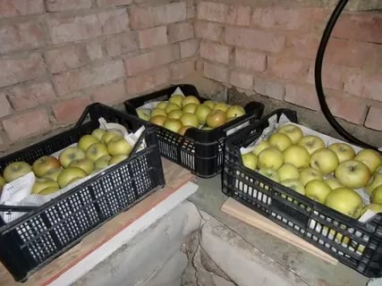 Почему яблоки буреют внутри во время хранения Почему яблоки буреют внутри во время хранения