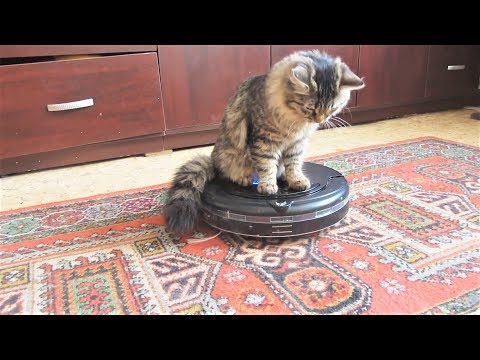 КОРОЧЕ ГОВОРЯ, ЖИВОТНЫЕ ПРИКОЛЫ КОРОЧЕ ГОВОРЯ, ЖИВОТНЫЕ ПРИКОЛЫ