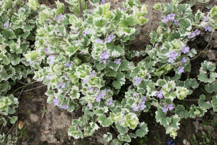 Будра плющевидная 'Вариегата' - Glechoma hederacea 'Variegata'. 60 руб. - Природный стиль - Nature style