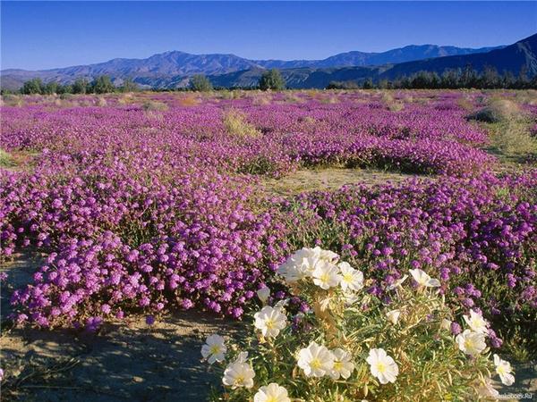 �������� ������� y� ������� ��� � ������� (17 ����)