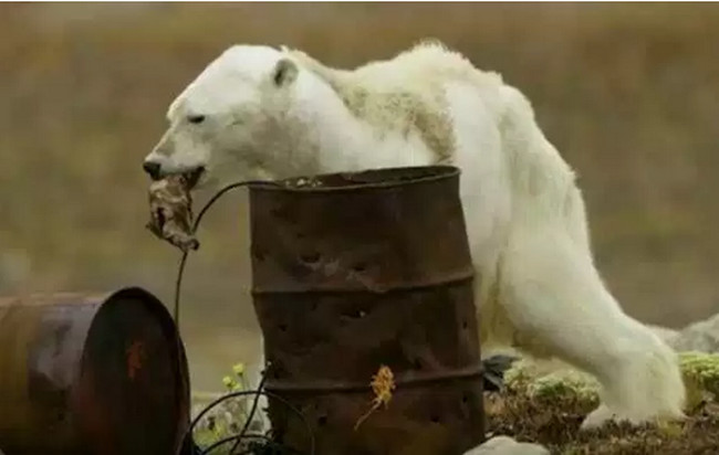 ВИДЕО, от которого слёзы на глазах: голодающий белый медведь до смерти (в прямом смысле слова) благодарен человечеству за то как с ним...
