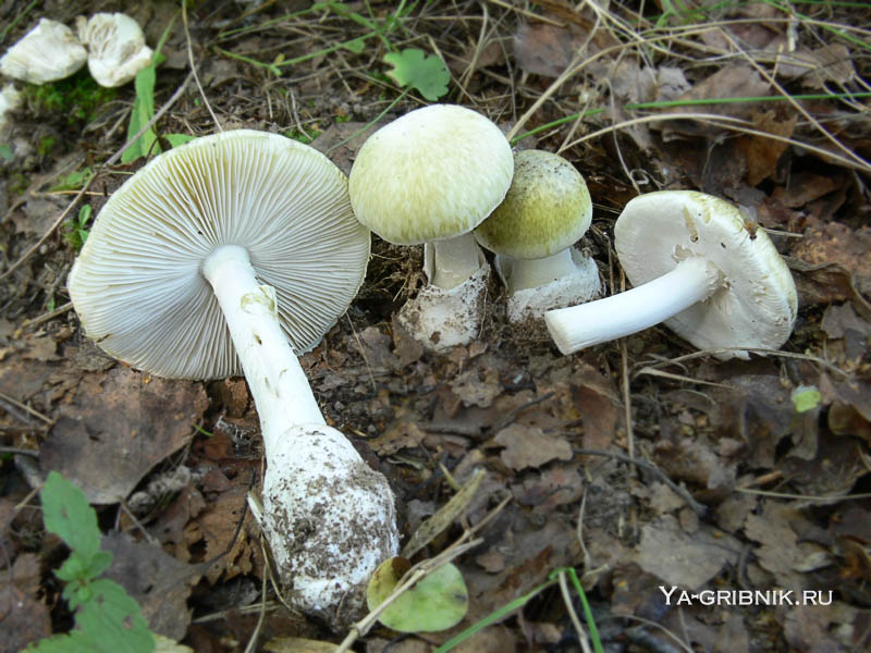 http://ya-gribnik.ru/images/blednaya-poganka/6.jpg