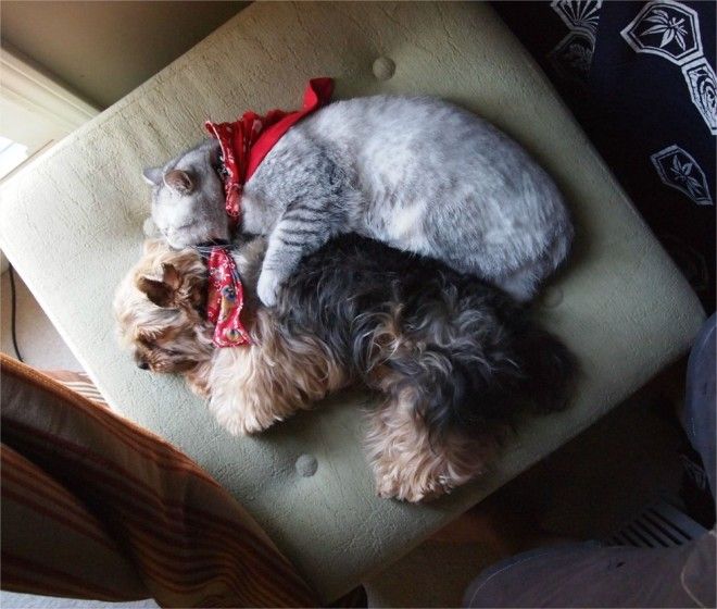 Коты, которые по уши влюблены в собак Коты, которые по уши влюблены в собак