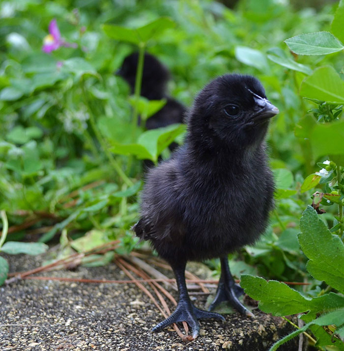 goth-black-chicken-ayam-cemani-3