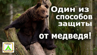 Один из способов защиты от медведя Один из способов защиты от медведя