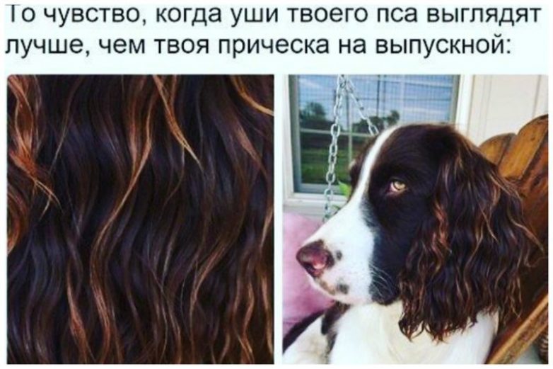 Когда животные умнее, чем мы