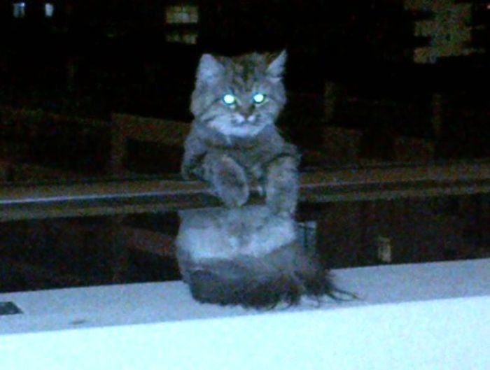 Коты сами нашли себе хозяев