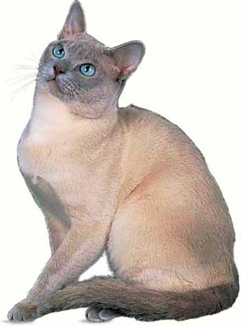 http://koshsps.ru/image/tonkinese.jpg