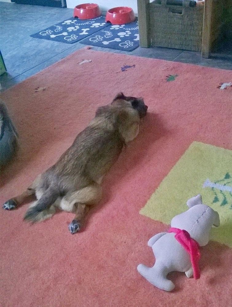"Я не чувствую ног!" "Я не чувствую ног!" животные, наркоз, собака