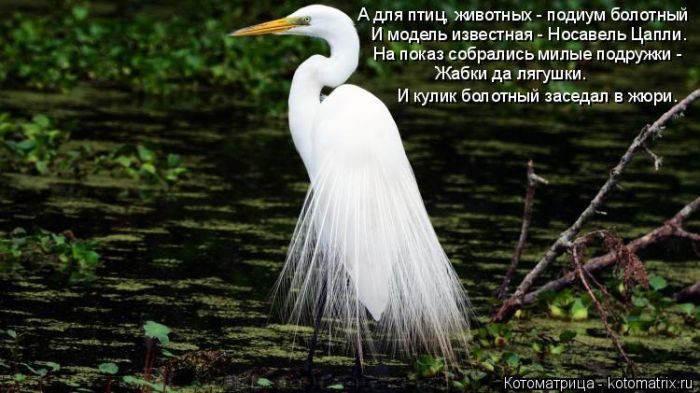 Лучшие котоматрицы, которые зарядят вас позитивом) Лучшие котоматрицы, которые зарядят вас позитивом)