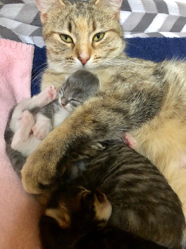 люди помогли беременной кошке кошка и трое котят