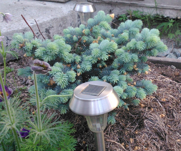 Glauca globosa — ель голубая шаровидная Glauca globosa — ель голубая шаровидная