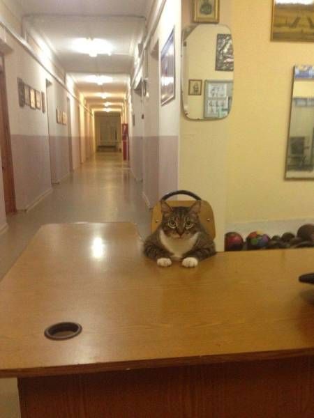 Прикольные картинки среды (39 шт) Прикольные картинки среды (39 шт)