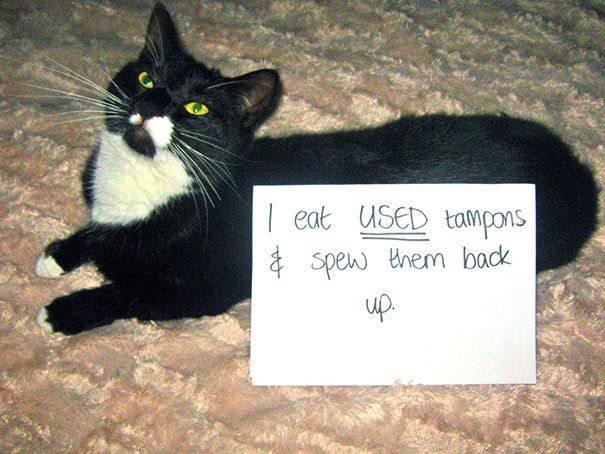 Смешные истории из жизни кошек-засранцев, за которые им должны быть стыдно кошки засранцы, кошкам стыдно, смешные истории кошек