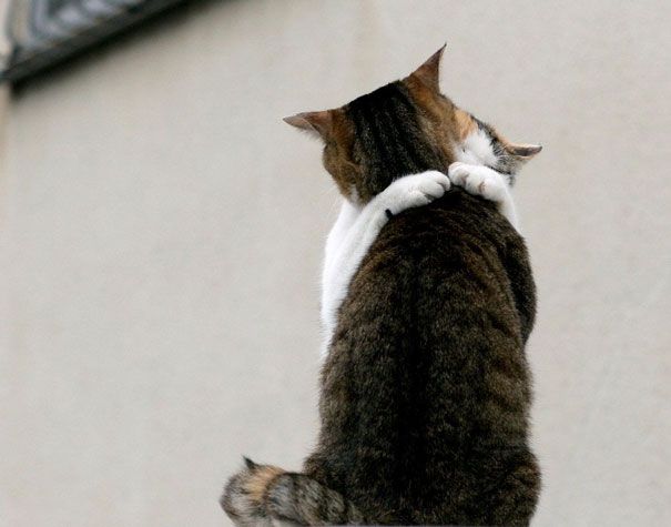 18 кошек доказывающих, что любить может каждый кошки которые умеют любить, кошачья любовь