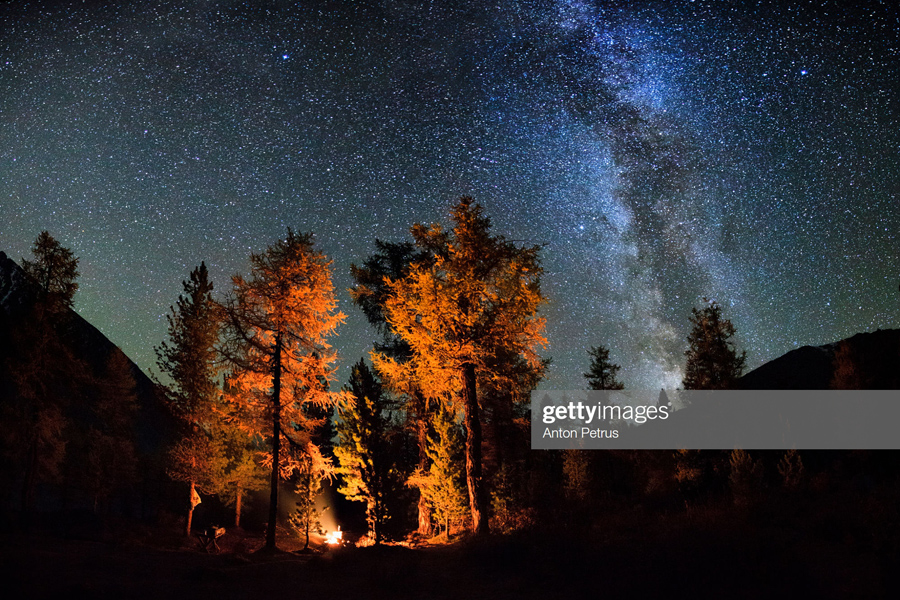 Fire-Forest Fire-Forest