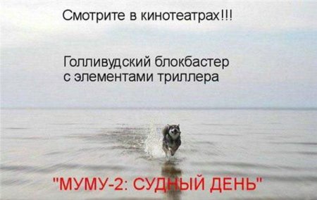 Смешные картинки о животных с подписями.