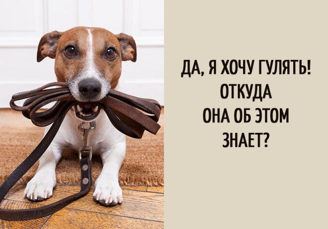 15 забавных мыслей, которые наверняка посещали каждую собаку 15 забавных мыслей, которые наверняка посещали каждую собаку