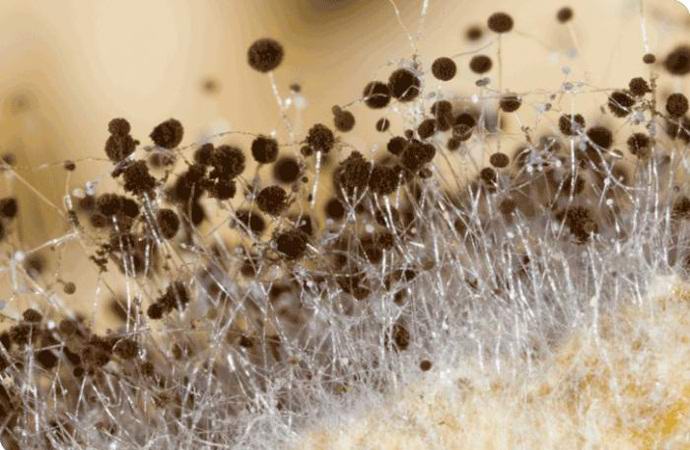 Женщину 37 лет убивало то ужасное, что жило в ее доме Женщину 37 лет убивало то ужасное, что жило в ее доме