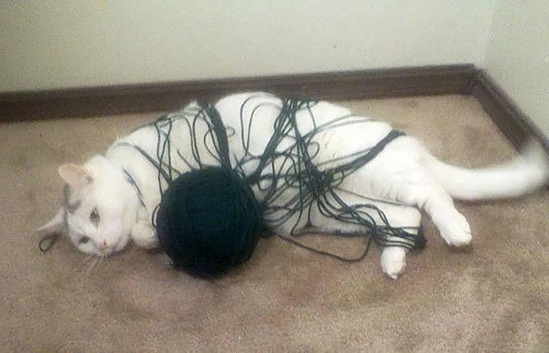 невезучие коты кот и нитки