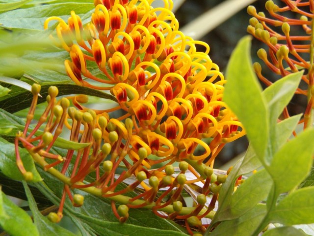 Гревиллея крупная, или Гревиллея мощная (Grevillea robusta)